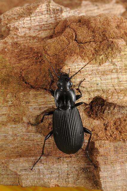 Image de Pterostichus