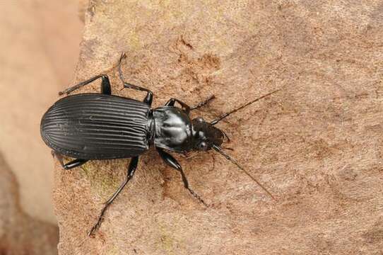 Image of Pterostichus