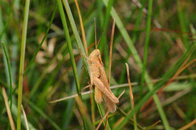 Chorthippus (Glyptobothrus) biguttulus (Linnaeus 1758) resmi