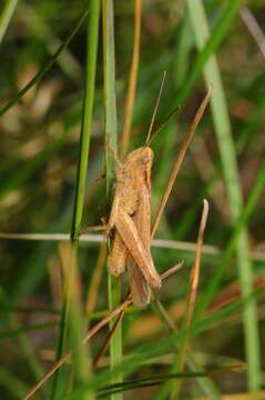 Chorthippus (Glyptobothrus) biguttulus (Linnaeus 1758) resmi