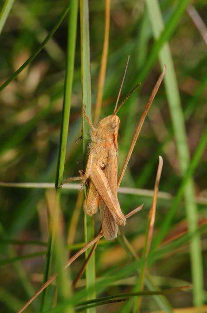 Chorthippus (Glyptobothrus) biguttulus (Linnaeus 1758) resmi