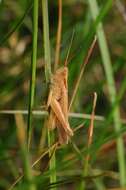 Chorthippus (Glyptobothrus) biguttulus (Linnaeus 1758) resmi