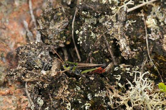 Image of bow-winged grasshopper