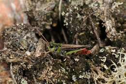 Chorthippus (Glyptobothrus) biguttulus (Linnaeus 1758) resmi