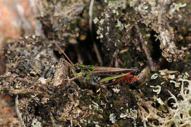 Chorthippus (Glyptobothrus) biguttulus (Linnaeus 1758) resmi