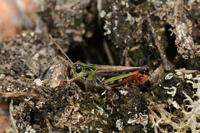 Chorthippus (Glyptobothrus) biguttulus (Linnaeus 1758) resmi