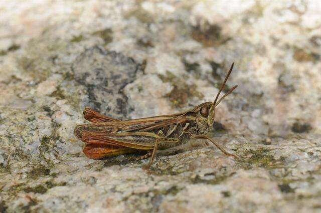 Chorthippus (Glyptobothrus) biguttulus (Linnaeus 1758) resmi