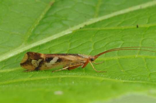 Image of Limnephilus lunatus Curtis 1834