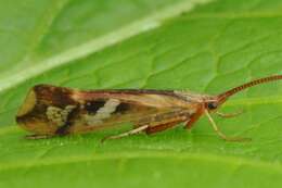 Image of Limnephilus lunatus Curtis 1834