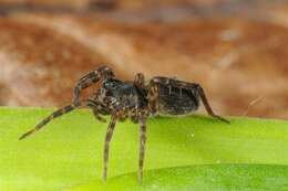 Image of wolf spiders