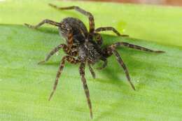 Image of wolf spiders