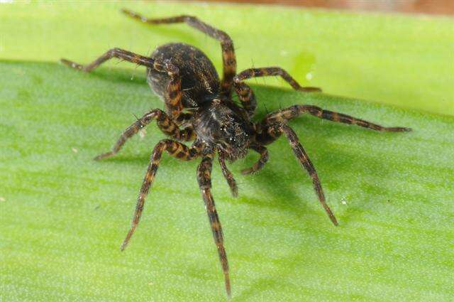 Image of wolf spiders