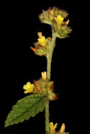 Imagem de Waltheria indica L.