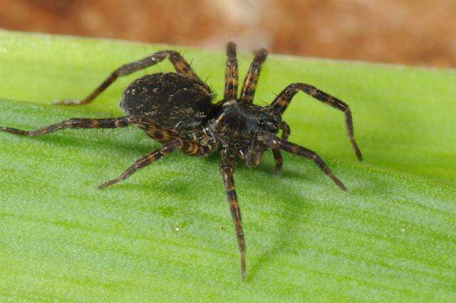 Image of wolf spiders