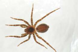 Image of wolf spiders