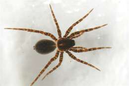 Image of wolf spiders