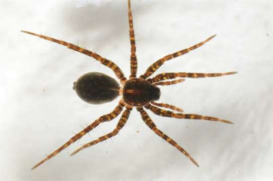 Image of wolf spiders