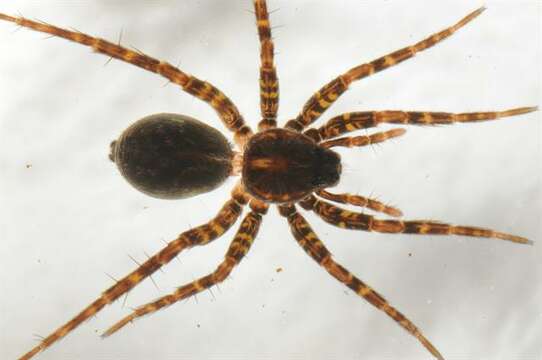 Image of wolf spiders