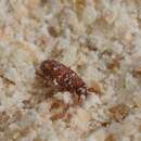 Image of red flour beetle