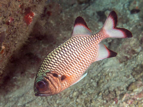 Image of Blackfin Soldierfish