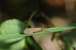 صورة Limnephilus politus McLachlan 1865