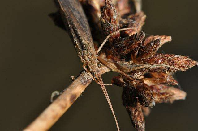 صورة Limnephilus politus McLachlan 1865