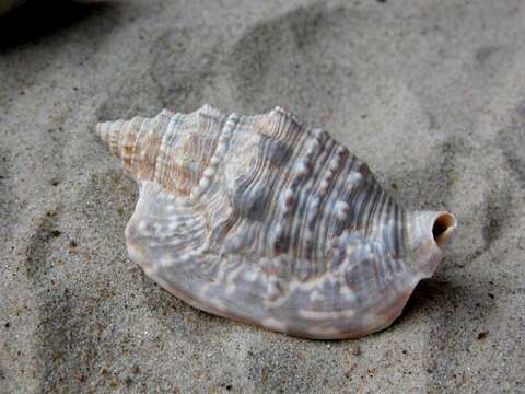 Image of Euprotomus Gill 1870