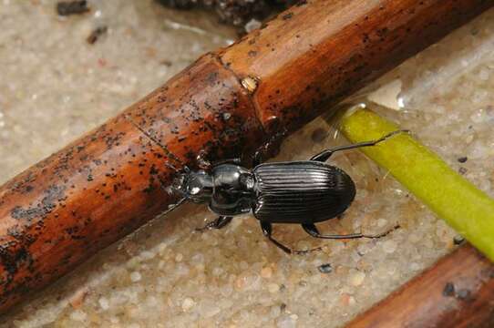 Image de Pterostichus (Pseudomaseus) nigrita (Paykull 1790)