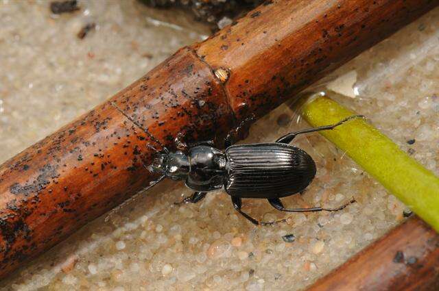 Imagem de Pterostichus (Pseudomaseus) nigrita (Paykull 1790)