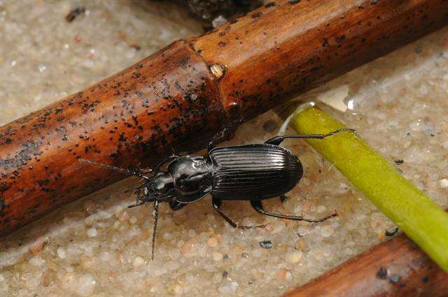 Imagem de Pterostichus (Pseudomaseus) nigrita (Paykull 1790)