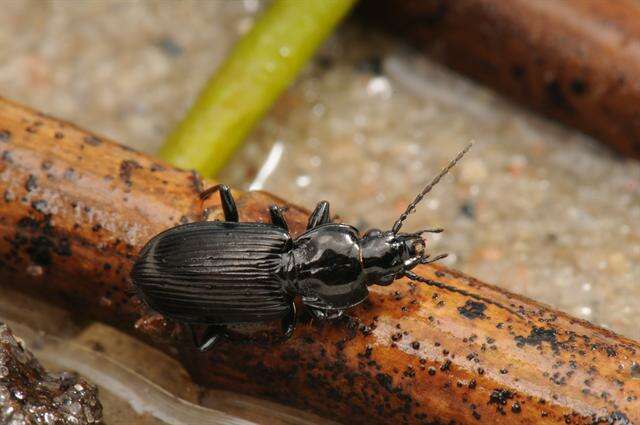 Imagem de Pterostichus (Pseudomaseus) nigrita (Paykull 1790)