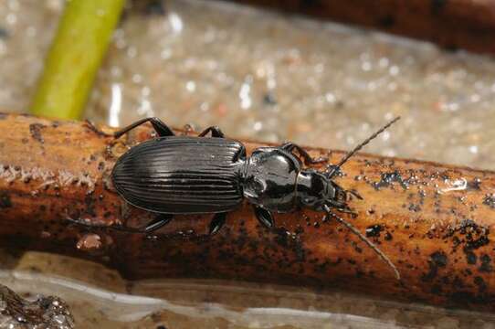 Image of Pterostichus (Pseudomaseus) nigrita (Paykull 1790)