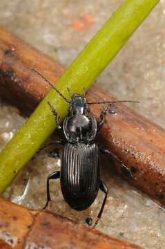 Image of Pterostichus (Pseudomaseus) nigrita (Paykull 1790)