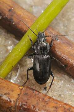 Image of Pterostichus (Pseudomaseus) nigrita (Paykull 1790)