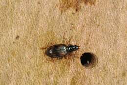 Plancia ëd Bembidion