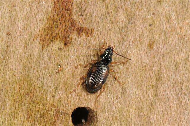 Plancia ëd Bembidion