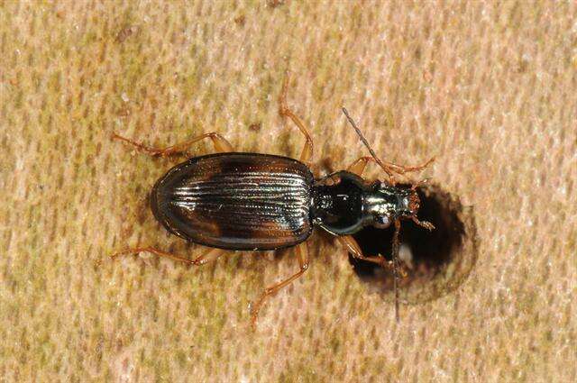 Plancia ëd Bembidion