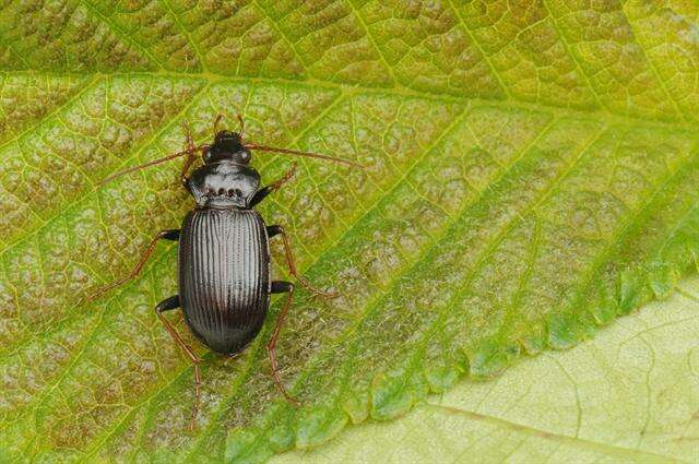 Image of Nebria