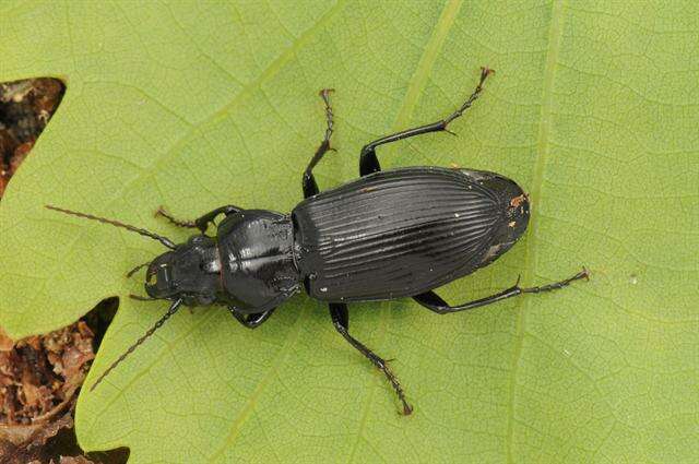 Image de Pterostichus