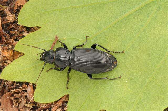 Image de Pterostichus