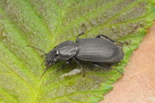 Image of Pterostichus