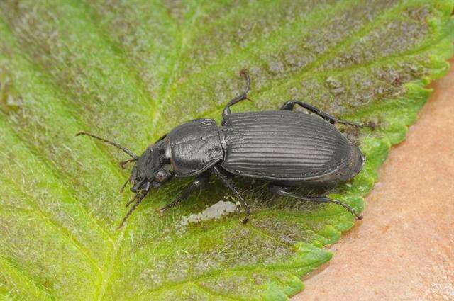 Image de Pterostichus