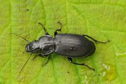 Image of Pterostichus