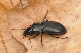 Image de Pterostichus