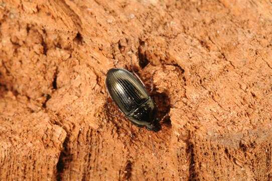 Image of Ground beetle