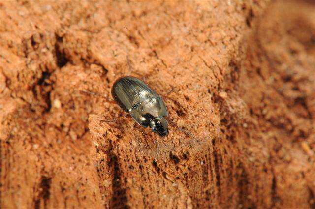 Image of Ground beetle