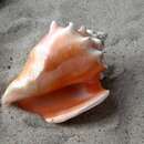 Image of West Indian fighting conch