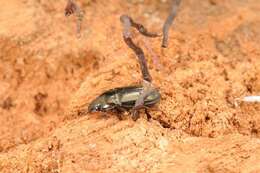 Image of Ground beetle