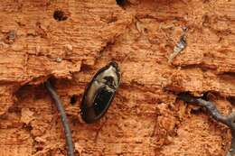 Image of Ground beetle