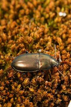 Image of common sun beetle